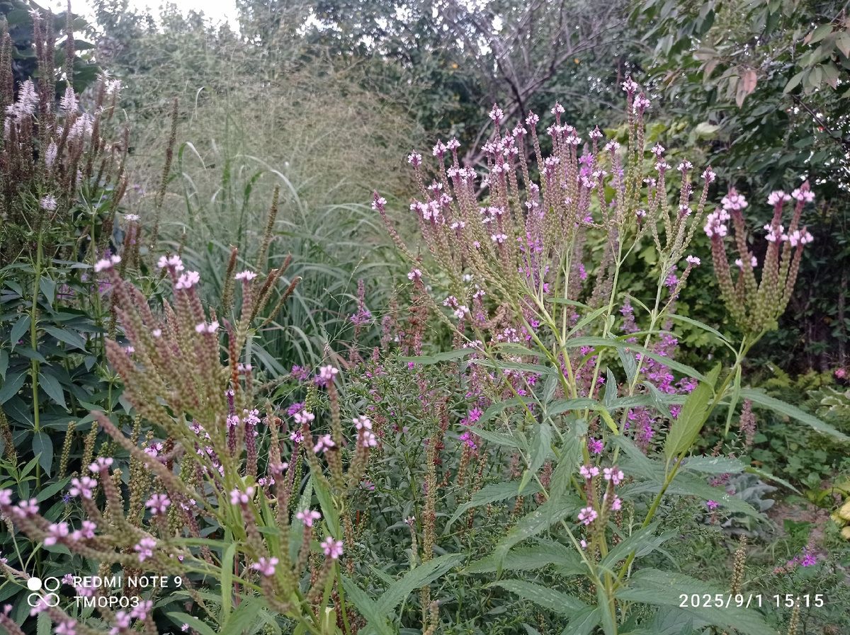 начало осени