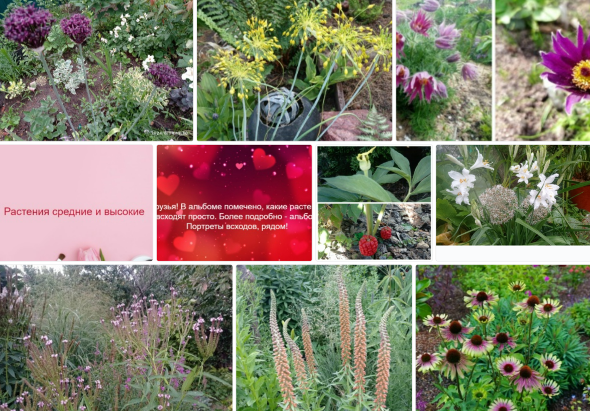 из альбомовв в ВК