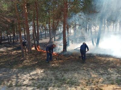 Прокуратура: с лесными пожарами в Саратовской области, похоже, всех обманули