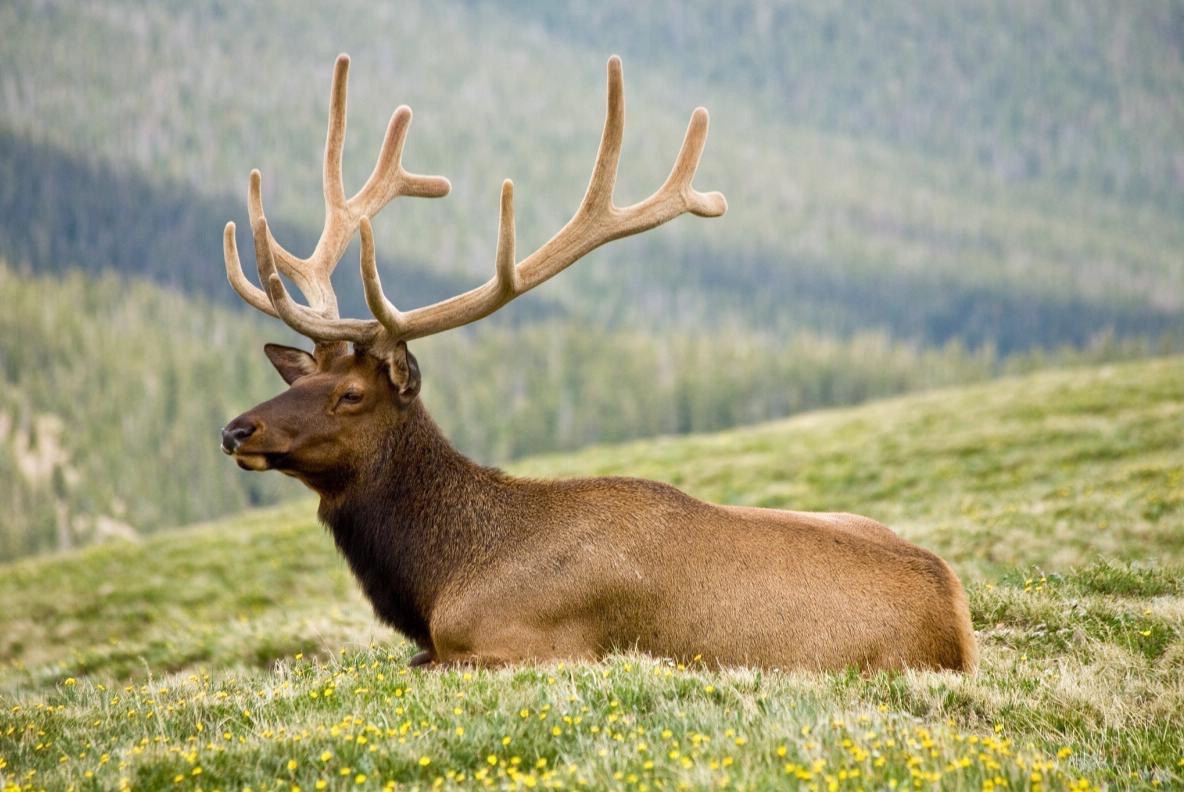 высоко в живописных долинах Алтая прячется уникальная сила природы, заключённая в облике могучего красавца-марала. Источник фото - https://golnk.ru/QwadB
