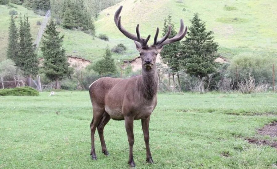 Телосложение марала гармонично сочетает мощь и ловкость. Источник фото - https://golnk.ru/Zwgz4