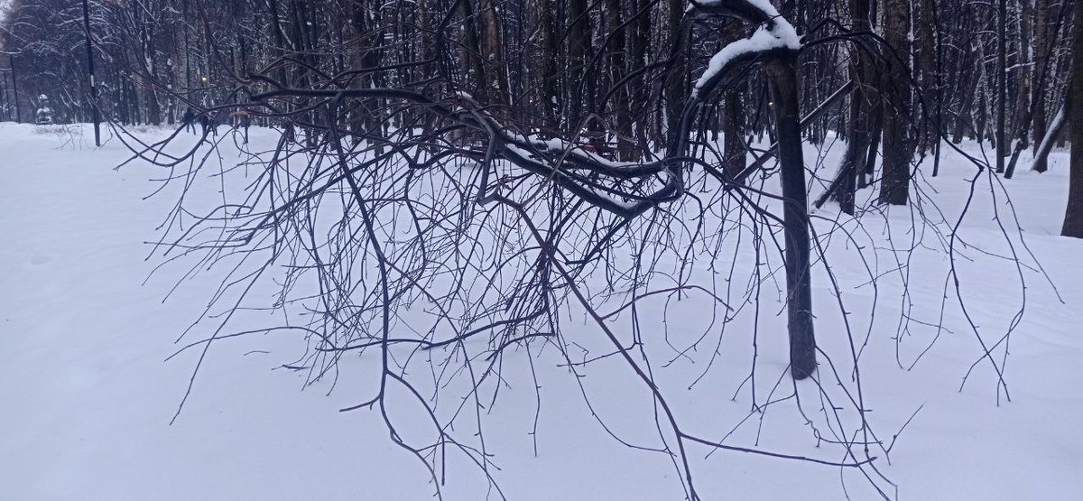 Необычные деревья посадили в Рязанском парке