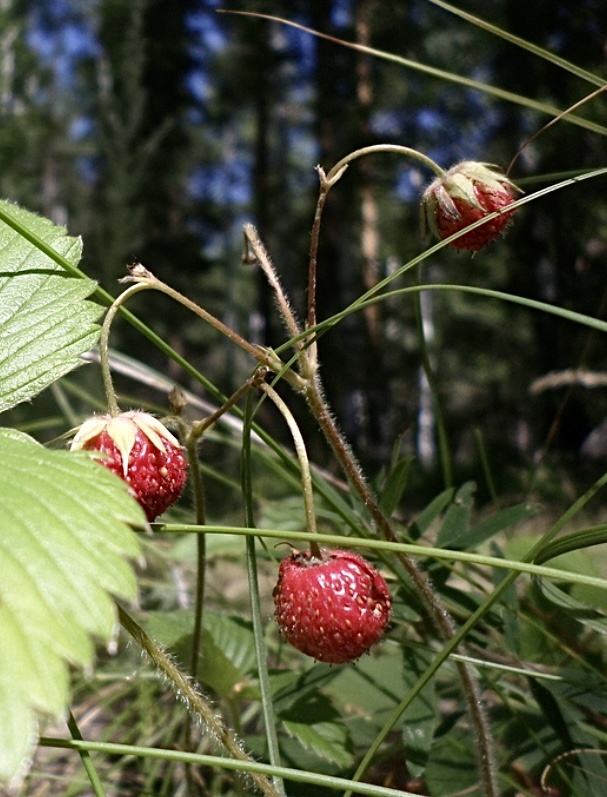 Земляника зелёная, она же Земляника полевая, она же полуница (Fragaria viridis), фото автора 🤳