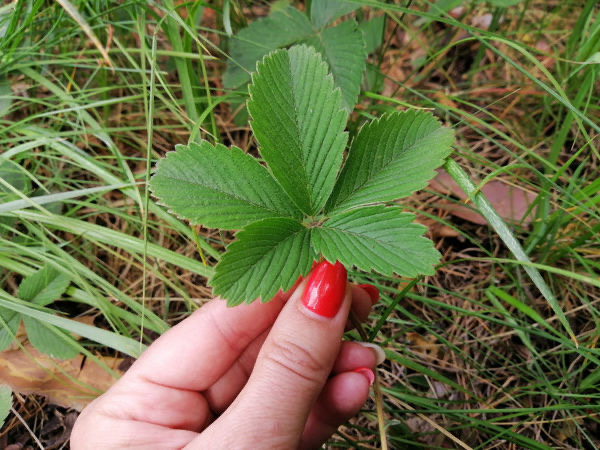 Земляника зелёная, она же Земляника полевая, она же полуница (Fragaria viridis), фото автора 🤳