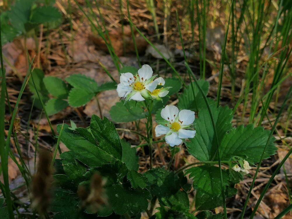 Земляника зелёная, она же Земляника полевая, она же полуница (Fragaria viridis). Все фото из архива автора 🤳