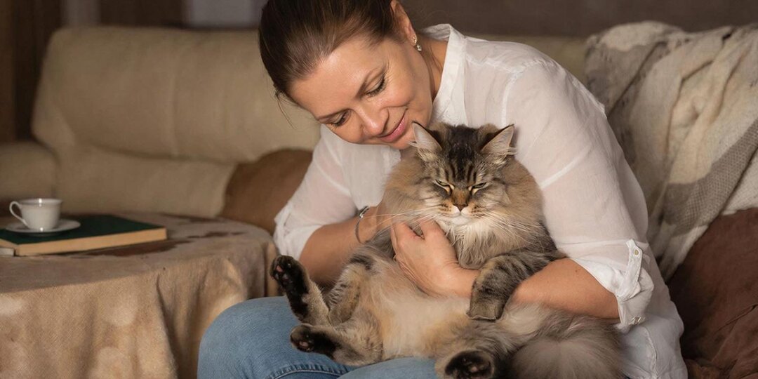 Где лучше не гладить кошку