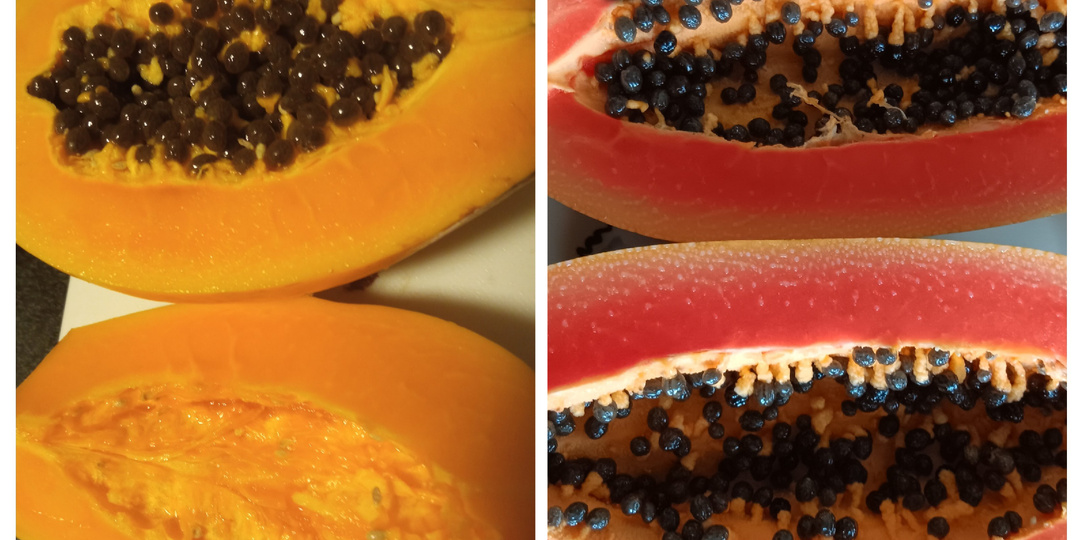 Папайя: от разочарования до любви. Дынное дерево и как его вырастить.