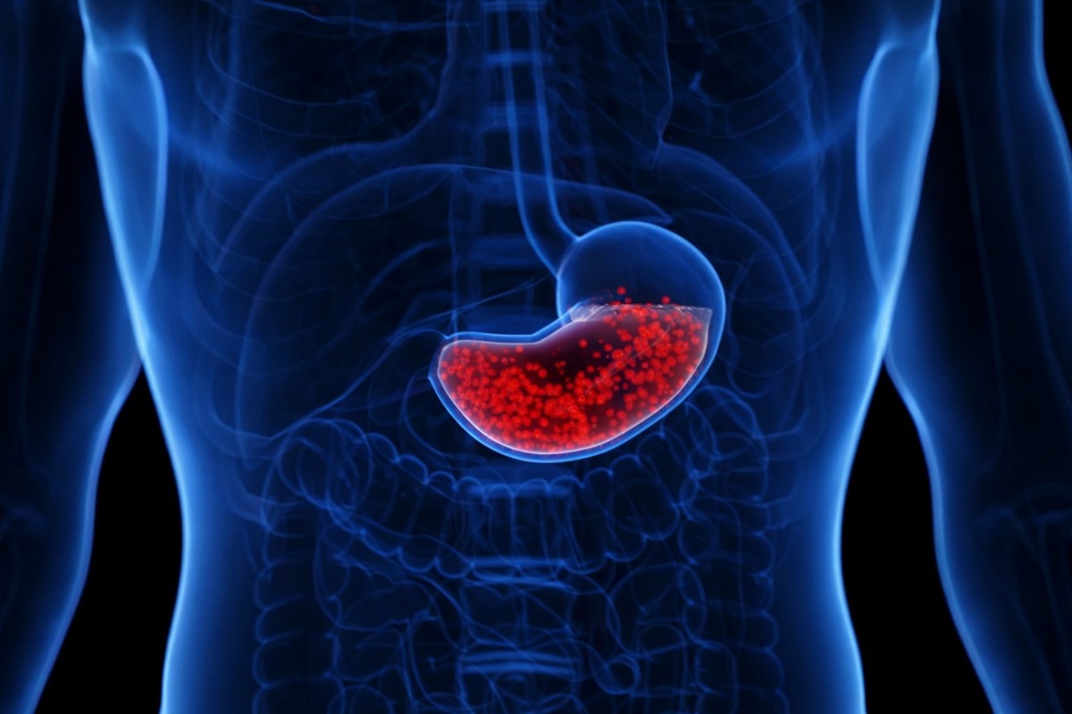    Желудок человека отлично защищен от вырабатываемой им кислоты
