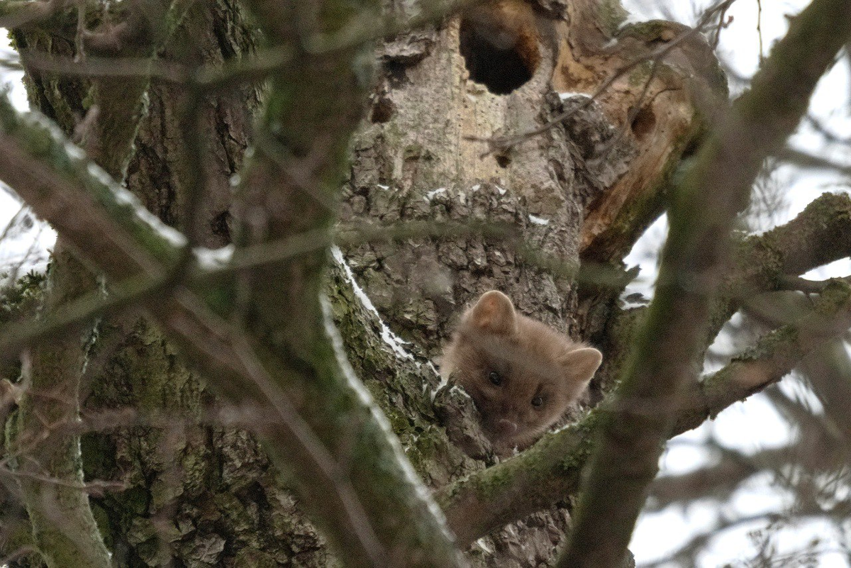Фото: https://t.me/kazdoytvaripopare