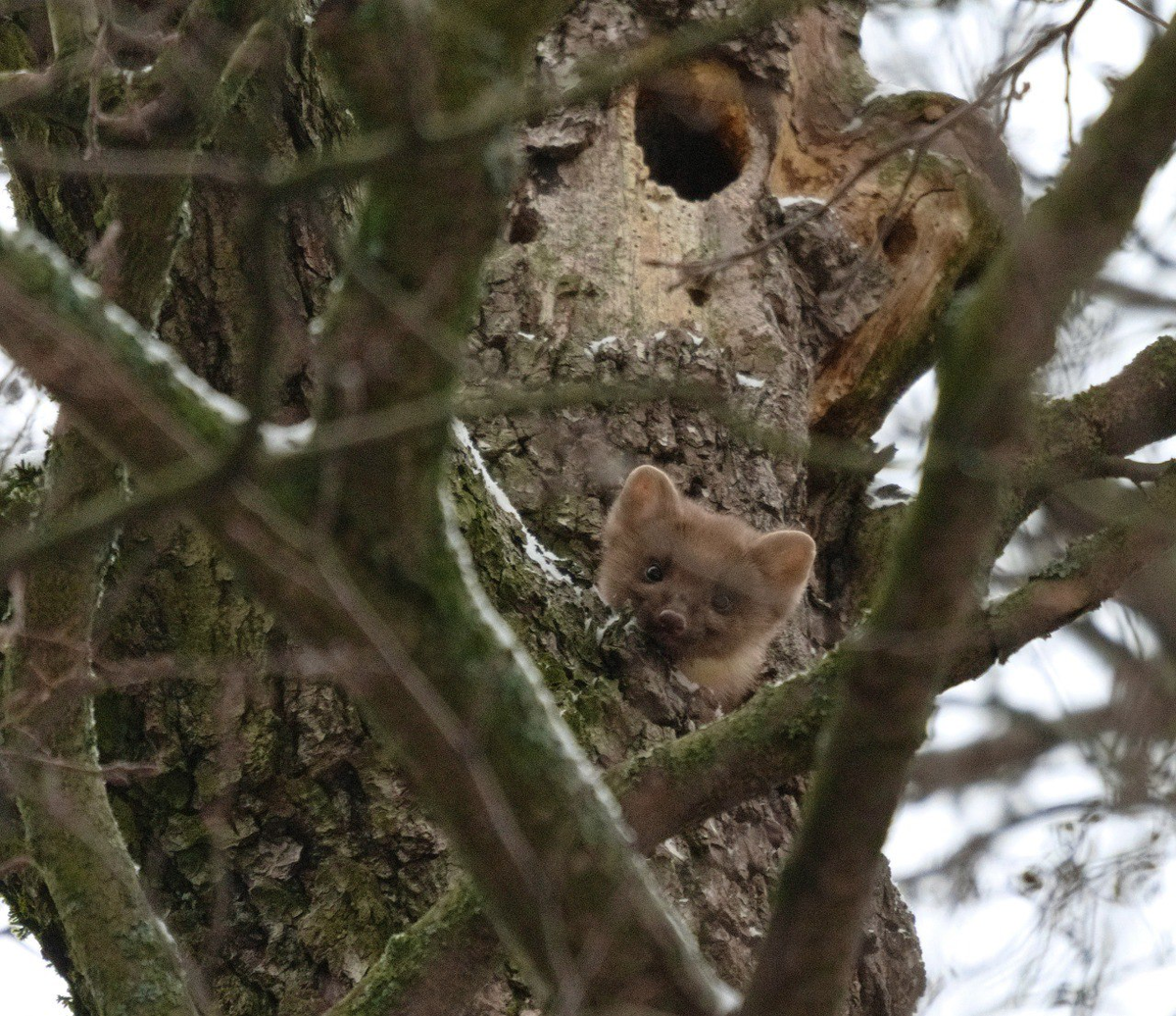 Фото: https://t.me/kazdoytvaripopare
