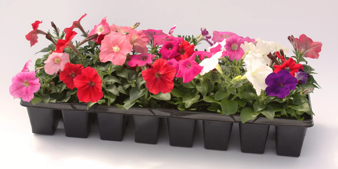 Десять «нельзя» для рассады петунии, чем вы можете ее погубить