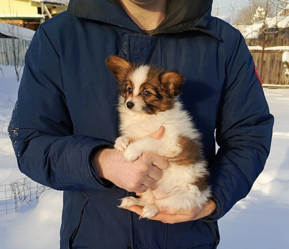 мальчишка папийон