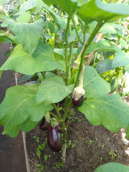 тут баклажанчики еще не замульчированы - травы не хватило.