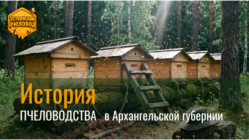 История пчеловодства в Архангельской губернии