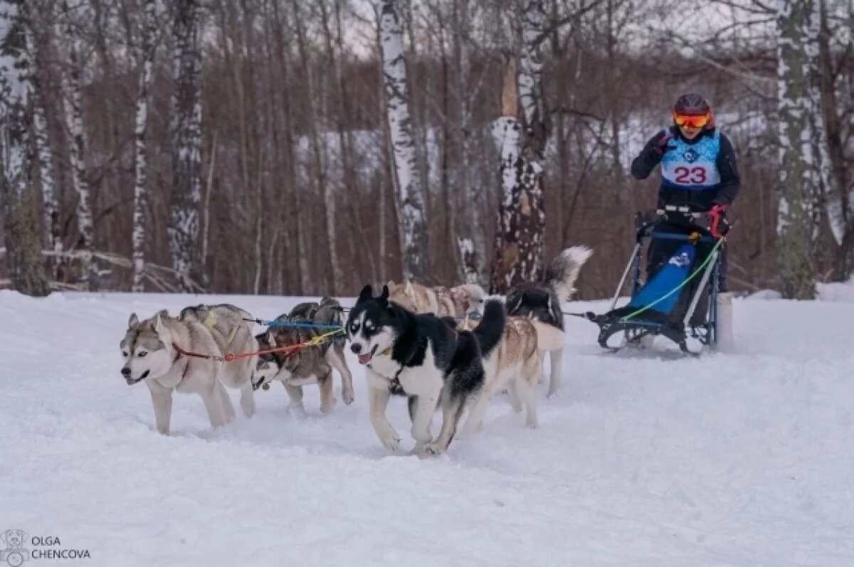    Хаски, сани, море снега. Как прошёл «Рождественский заезд — 2026» в Сибири
