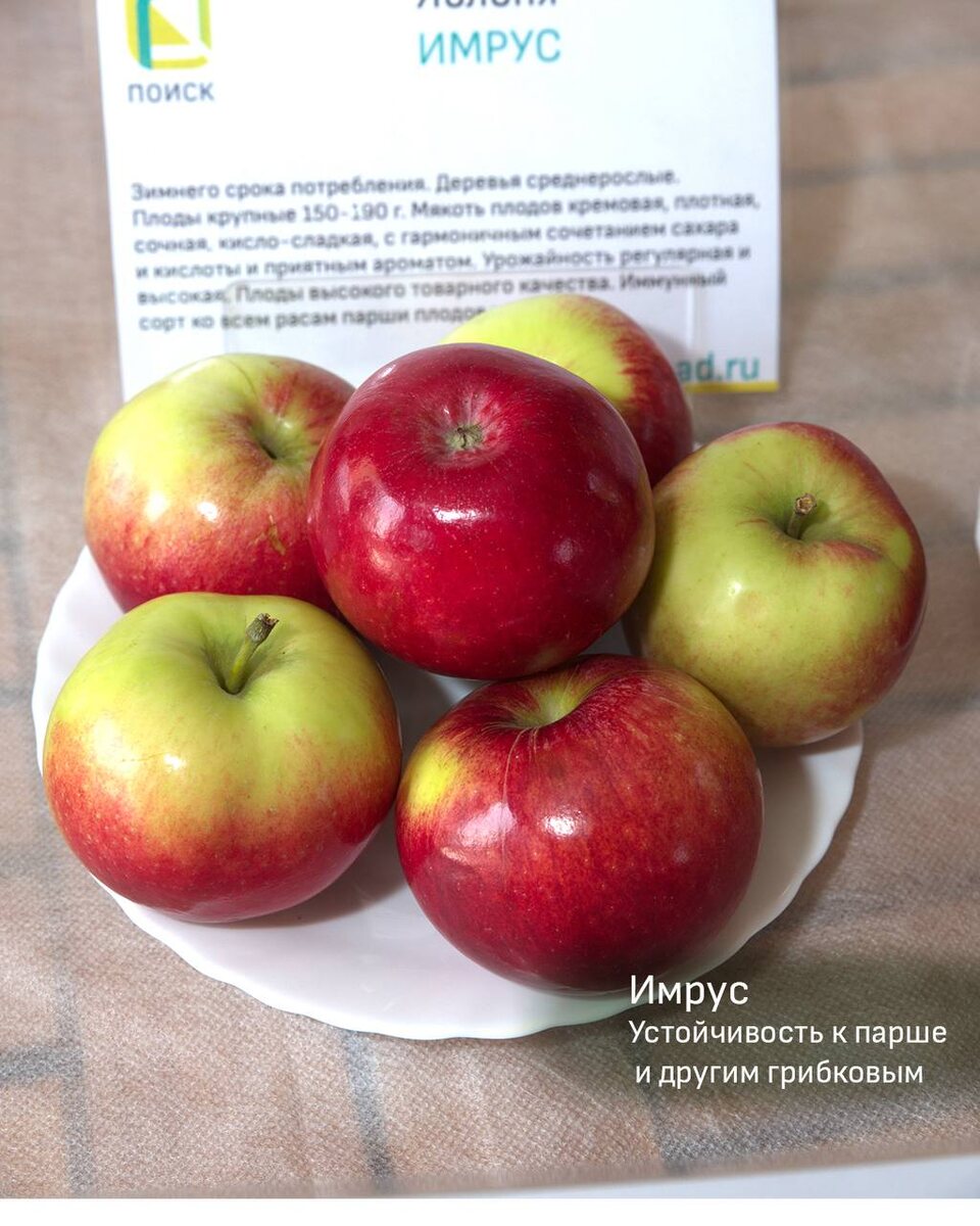 Яблоня Имрус описание фото свойства