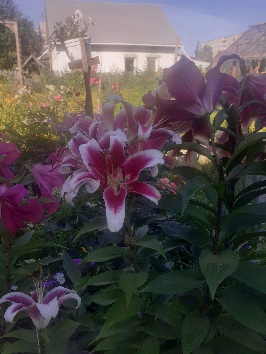 ЛИЛИЯ ЛОО-ГИБРИД "Пинк Бриллиант"(2-ОЙ ГОД ПОСАДКИ)