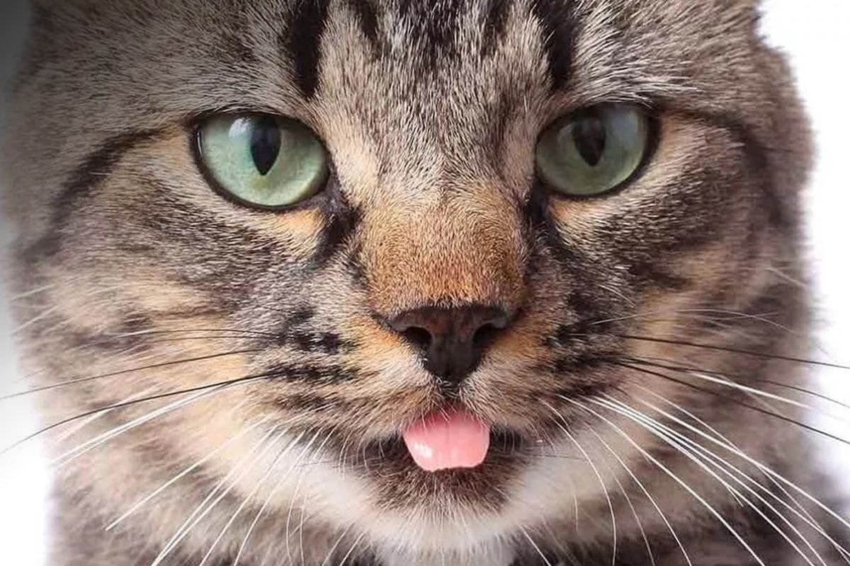 Фото с сайта: https://agentpronedv.ru/koshka-prikusila-yazyk