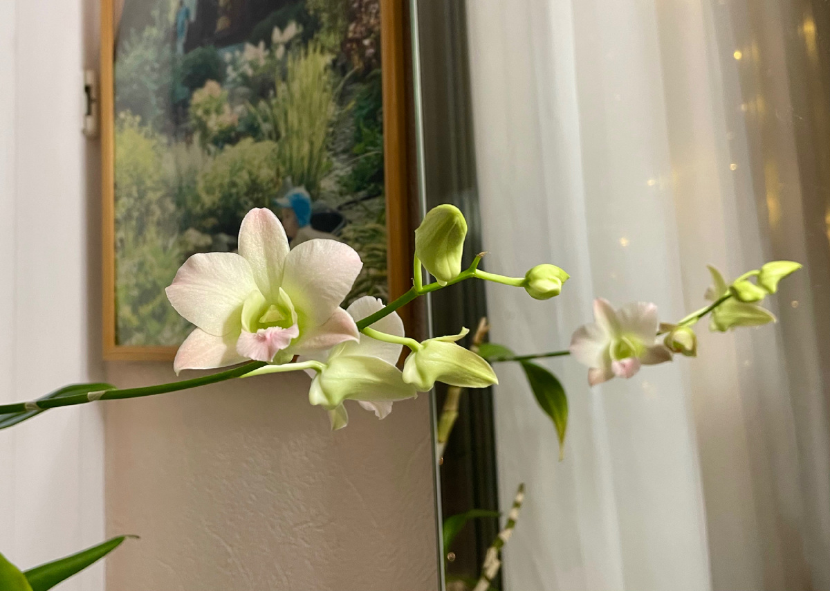 Дендробиум Виза Персик