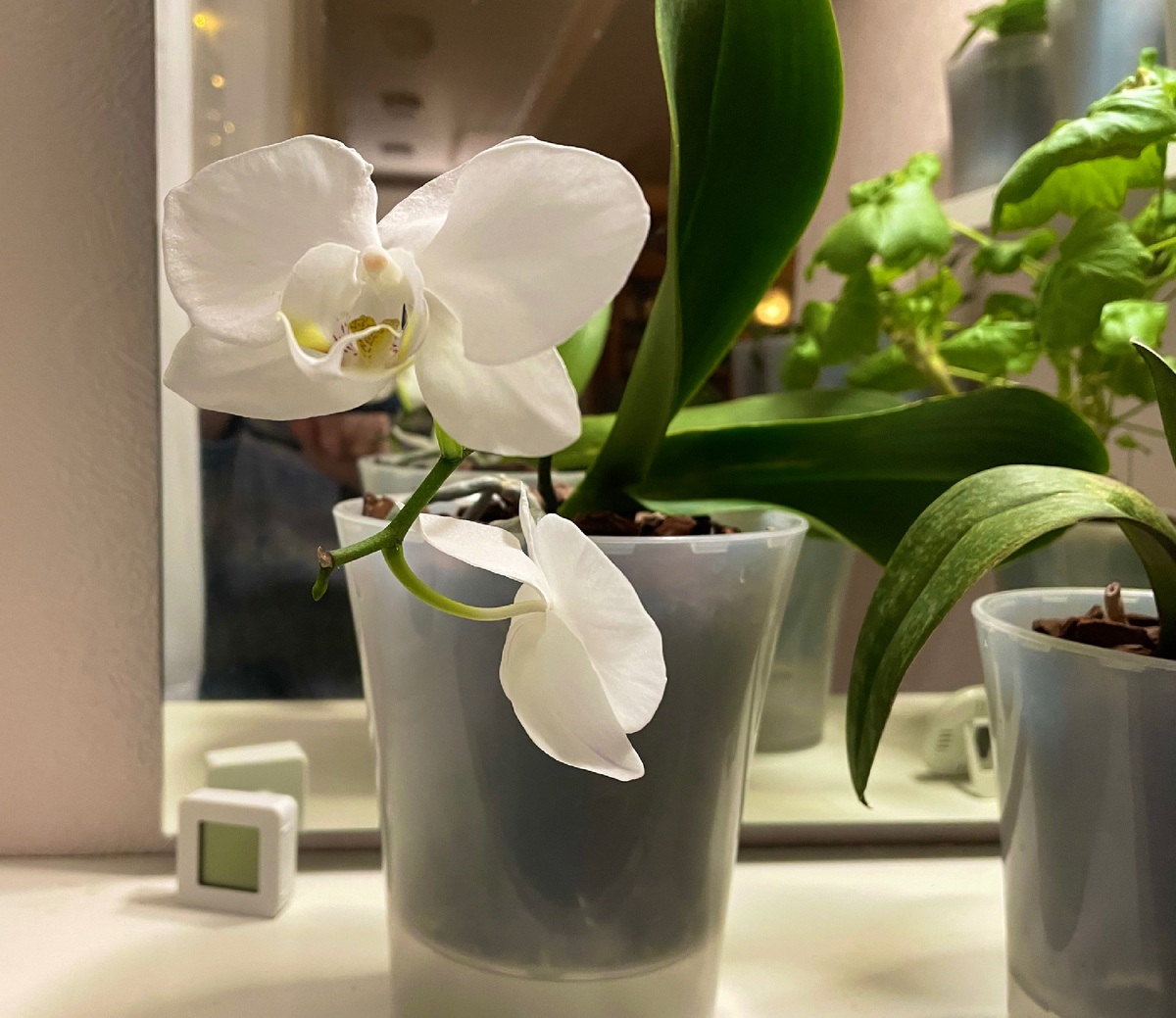 Белая орхидея, соседка дендробиума