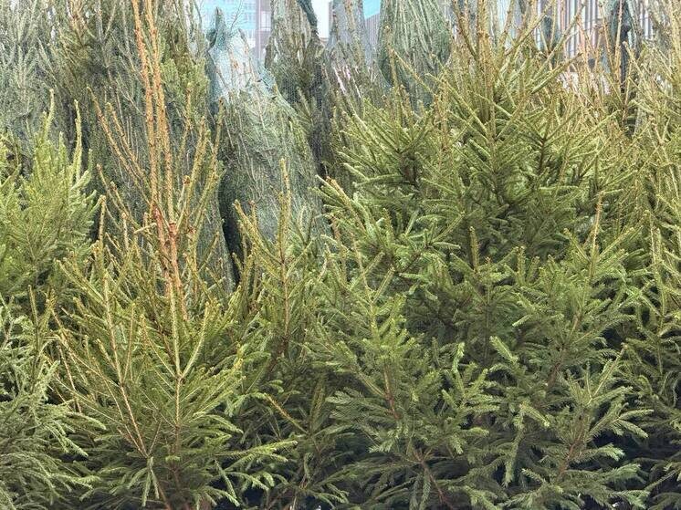     Принимать зеленых красавиц начнут с 12 по 31 января. Фото: Архив МК в Великом Новгороде