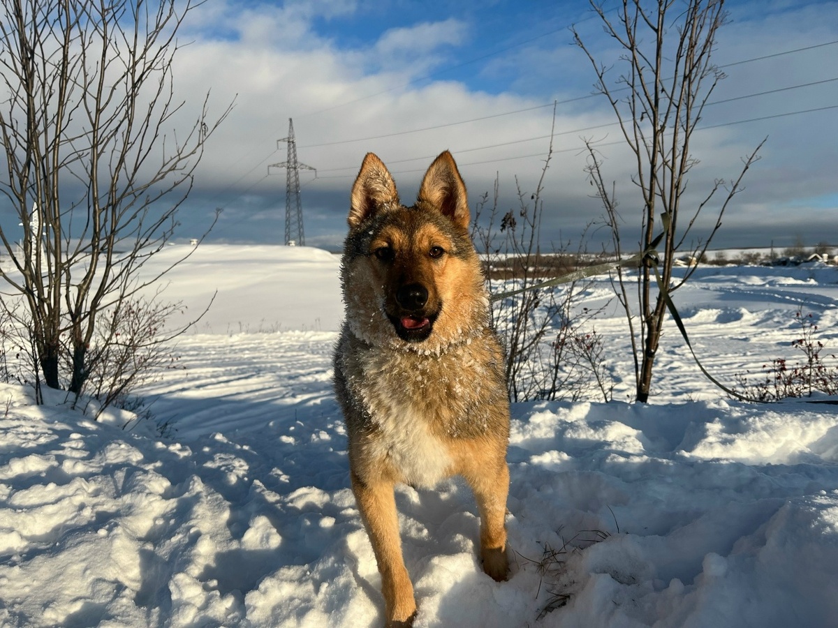 Этот? Да, я настоящий шерстяной волчара!