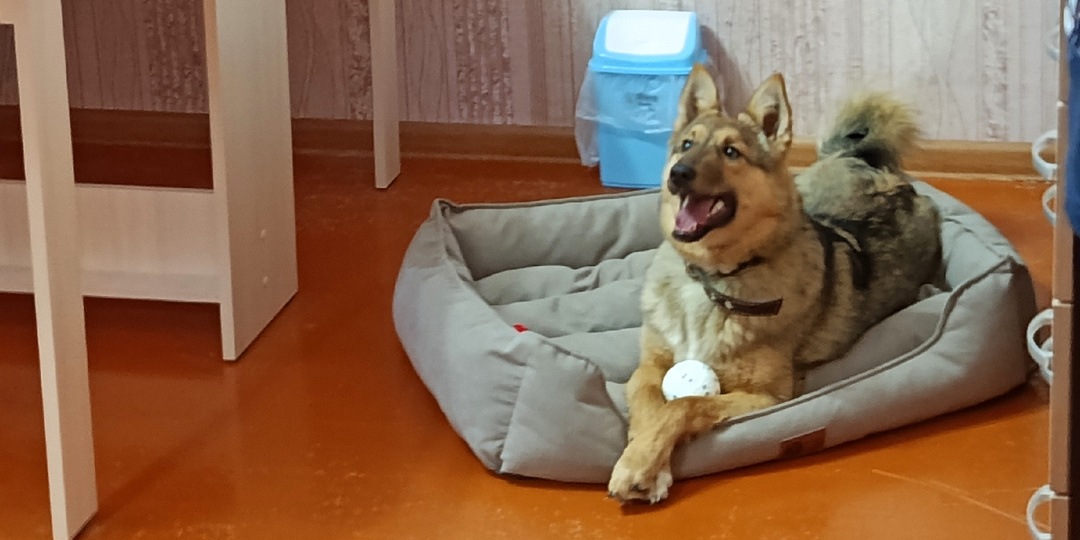 Прекрасный щенок скучает в приюте. Мы ищем ему новую жизнь