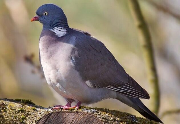    Голубь вяхирь / wikipedia.org