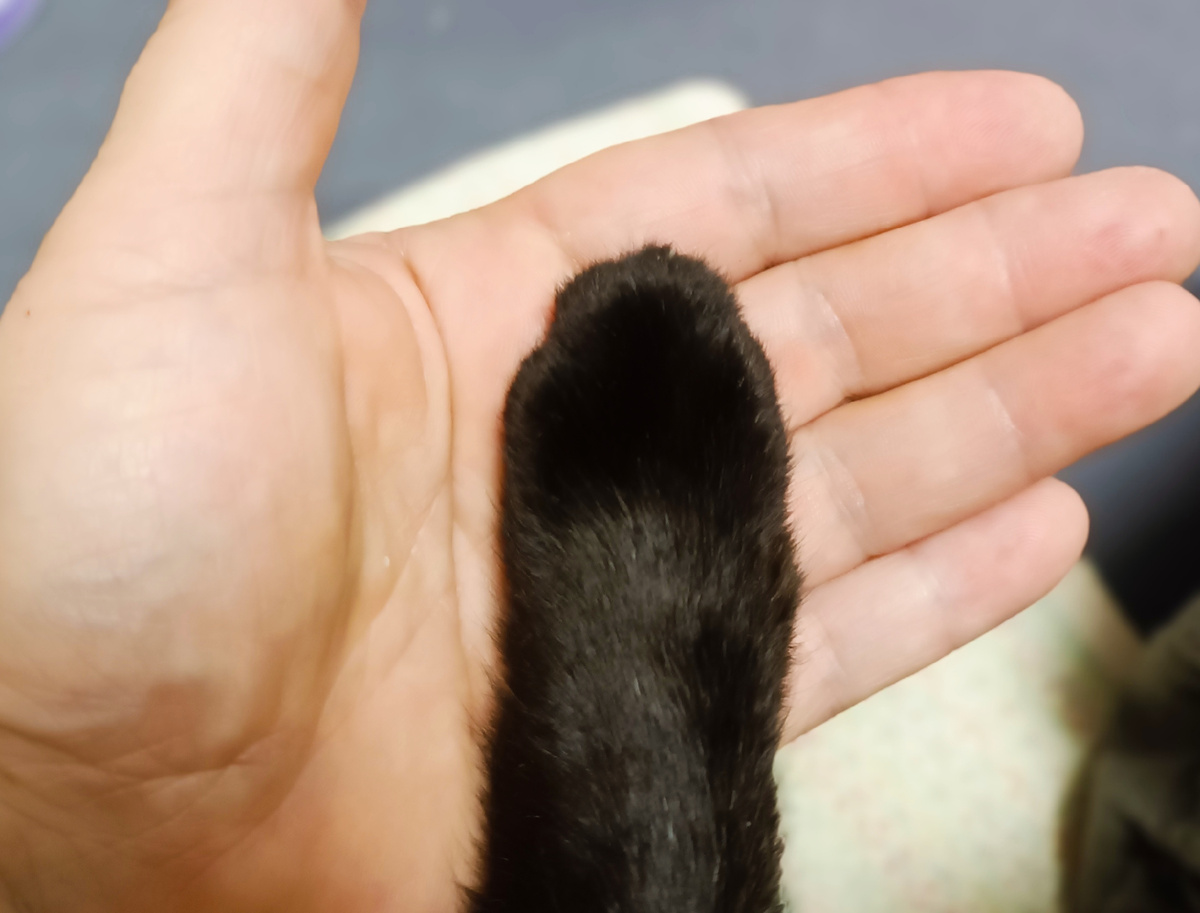 "Дай, кот, на счастье лапу мне... "