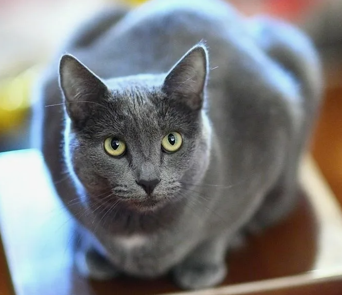 Русская голубая (39-312 тысяч рублей)