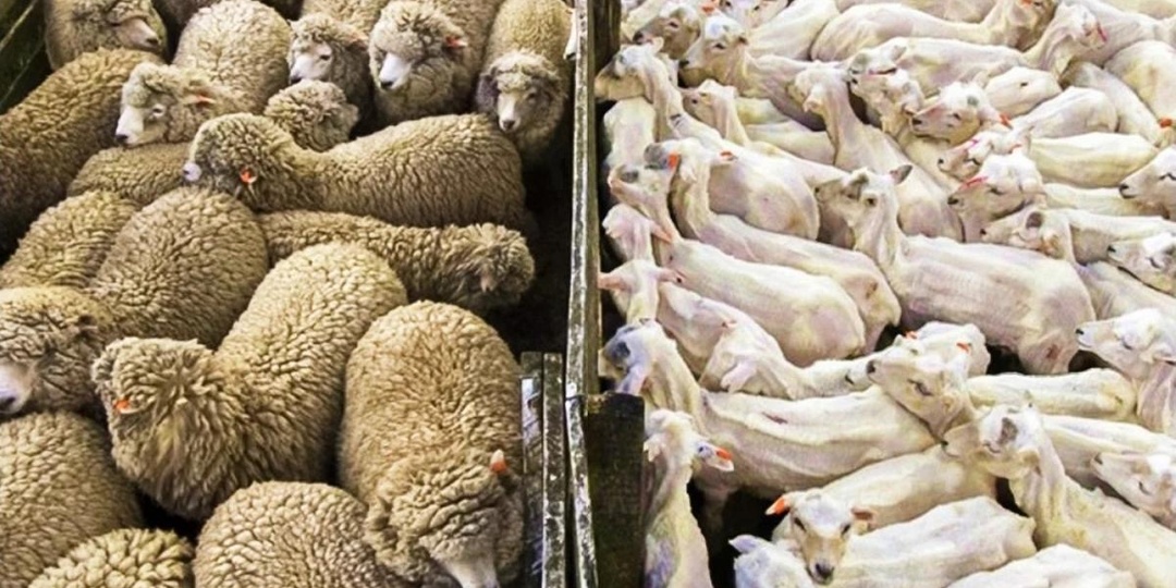 25 фотографий, после которых можно сказать: «Теперь я видел все!»