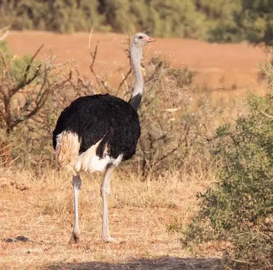 Страус в реальной жизни