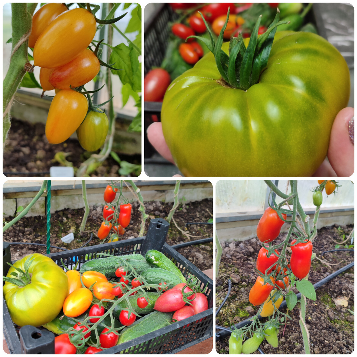 Помидорки очень нежные для консервирования, но безумно вкусные