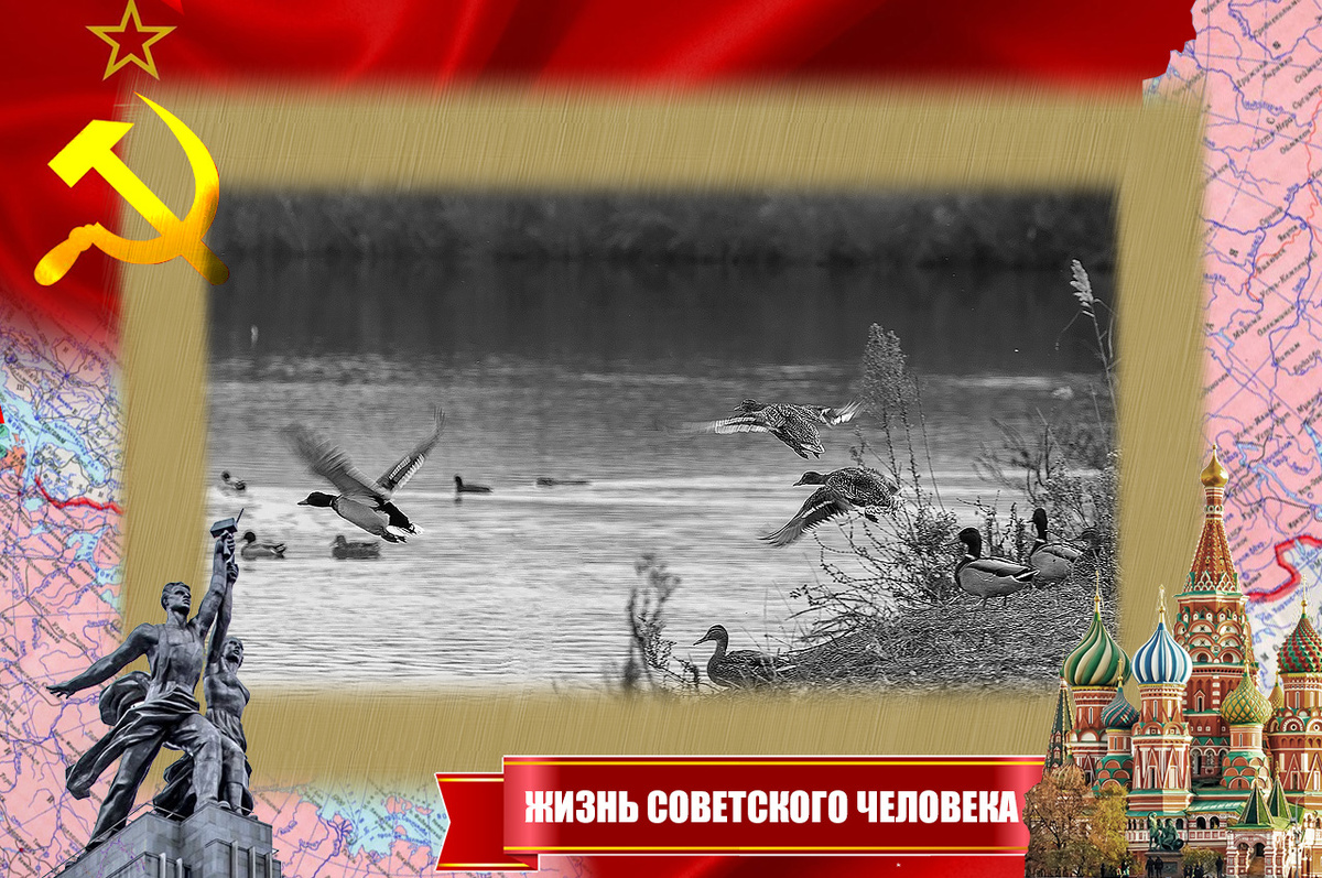 Дикие утки на озере