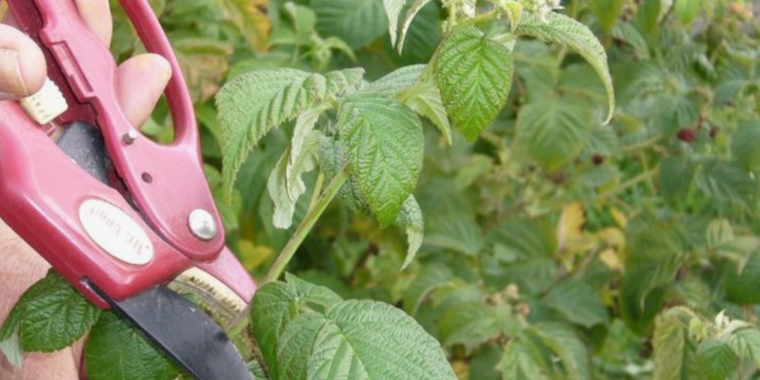 Обрезка садовой малины по Соболеву дважды в год — для увеличения урожая