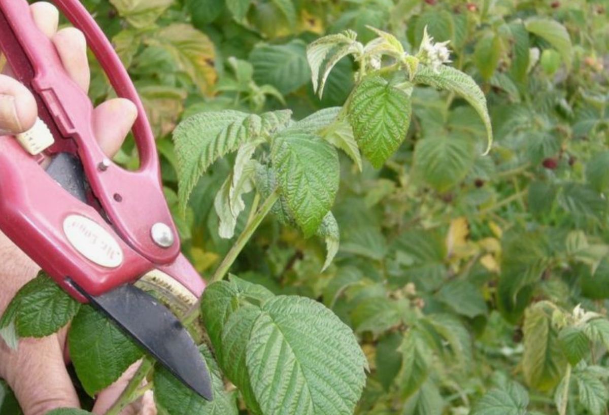 Источник фото: pinterest.com