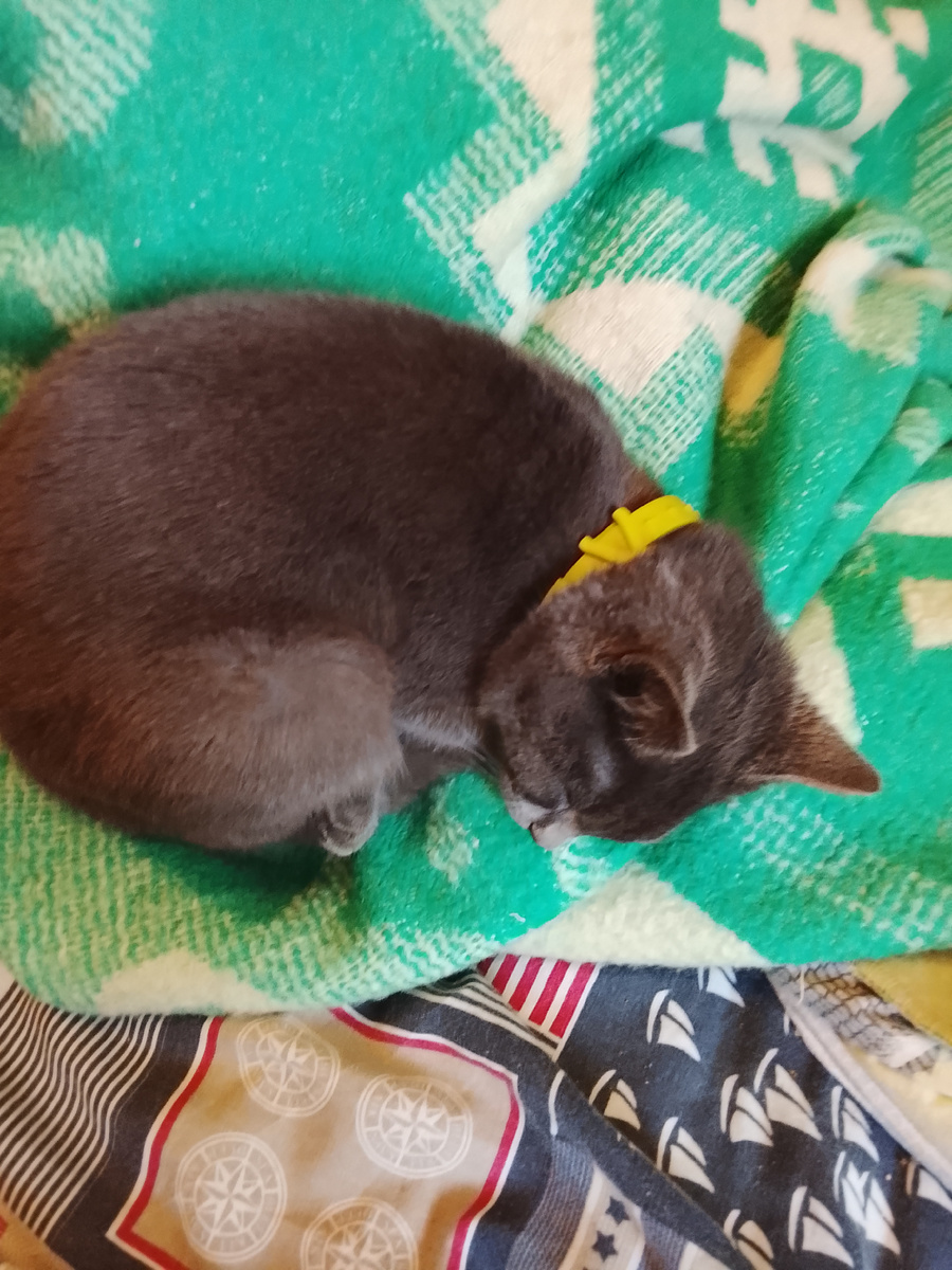 Ну, он спит. 🛌 ещё у меня новости посмотри, посмотрите на улицу. И я хочу много лайков. Даже  из тик ток 