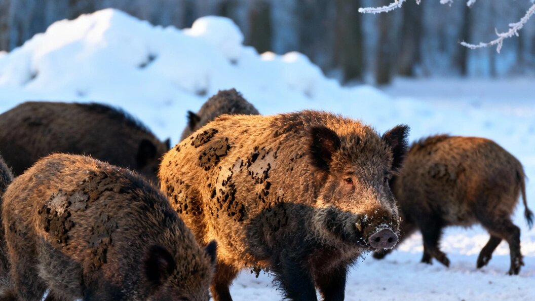    Фото: Коллаж Царьграда/Сгенерировано нейросетью