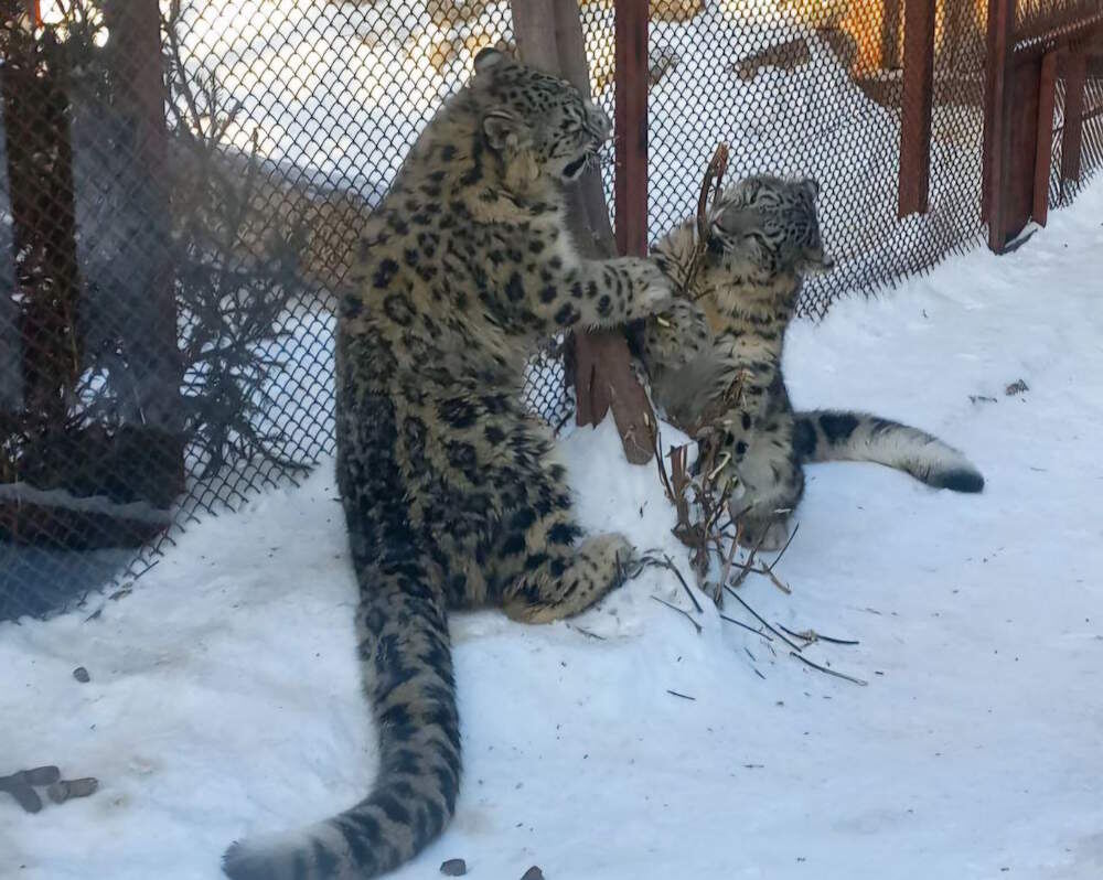 
 
 По словам специалистов, процесс подбора партнеров крайне сложен: он требует тщательного анализа родословных и генетических линий. Учитывая редкость вида (из 14 особей, содержащихся в зоопарках России, 6 из них пермские) и наличие уже сформированных пар в других регионах, на данном этапе Кунгур и Юнгур остаются в Пермском зоопарке.  
 
 В 2022 году пермский зоопарк подписал трехстороннее соглашение о сотрудничестве между Саяно-Шушенским заповедником и Красноярским парком «Роев ручей». Пермские специалисты участвуют в программе восстановления популяции снежного барса. Для этих целей в пермский зоопарк к снежному барсу Снежеку прибыла самка Аксу. В 2024 году родились котята Кунгур и Юнгур. Ранее сообщалось, что пермский зоопарк выпустит котят в дикие условия в Саяно-Шушенском заповеднике. Однако сейчас такие условия пока не обсуждаются.
]]>