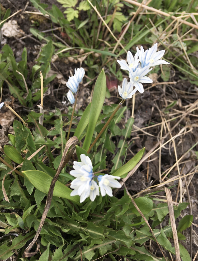 Пушкиния ливанская