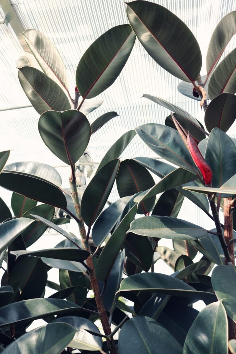 Фикус каучуконосный. 