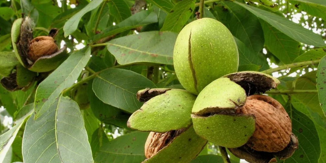 Не сажайте грецкий орех на маленьком участке: вот почему
