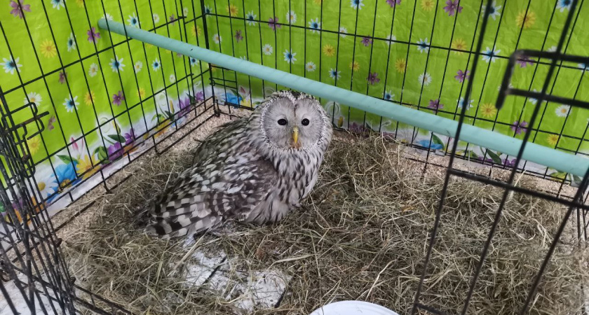    Центр помощи диким животным «Большое гнездо»
