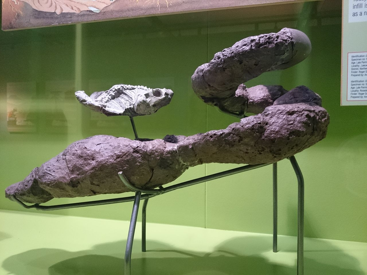 Гнездо дииктодона