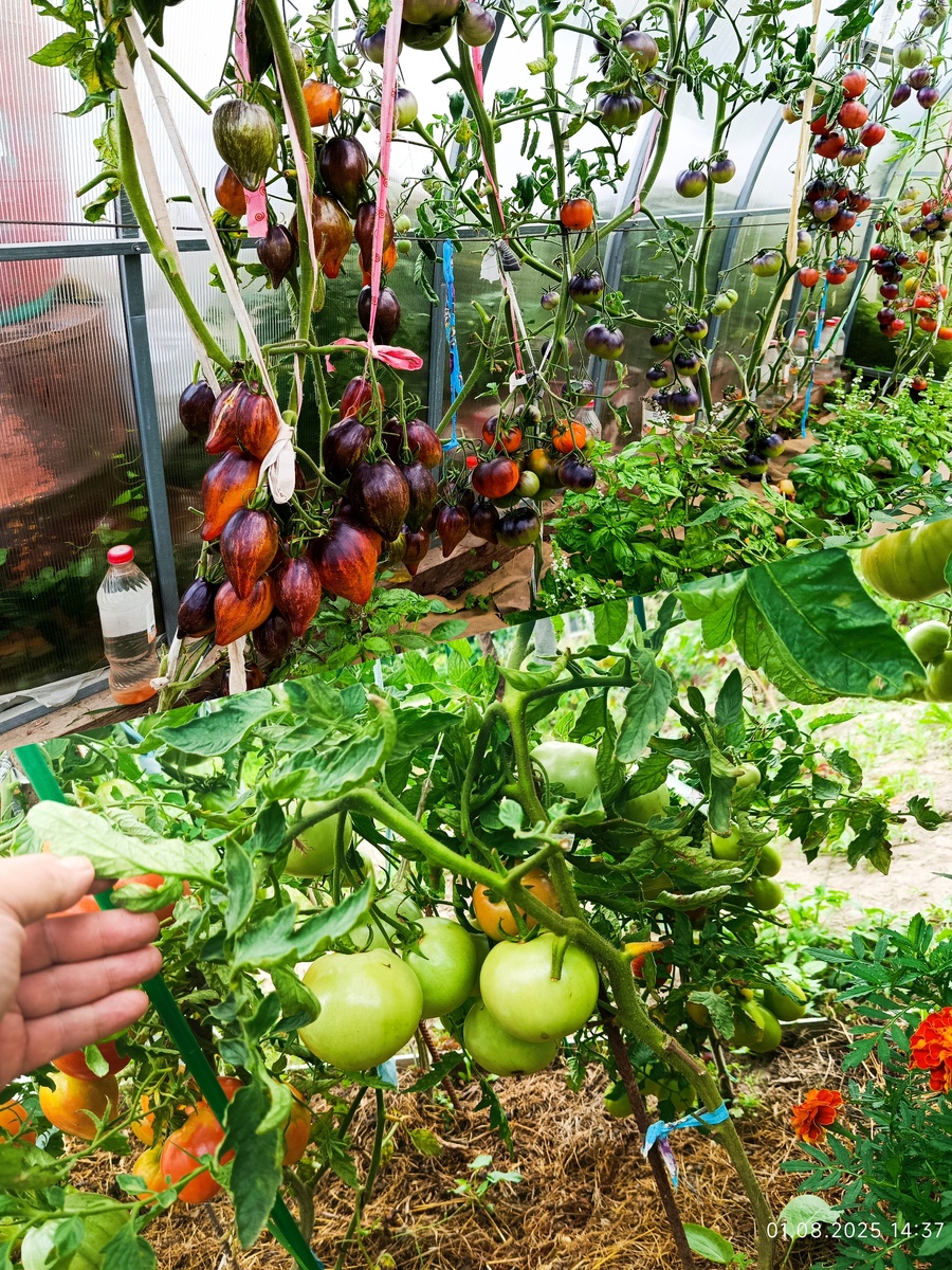 Вверху теплица (Карамель Софии, Люсид джем и всякие Пепперы), внизу ОГ (гном Красный дом) . Дата фото 1 августа 2025 год