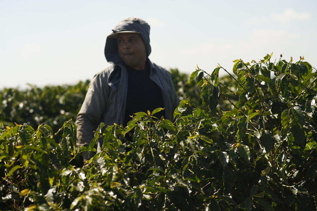 Пикеры (сборщики кофейной ягоды) собирают кофе вручную 