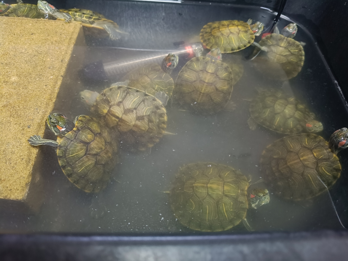 Такие хорошенькие маленькие черепашки! Прям возле кассы стоит ёмкость с ними).