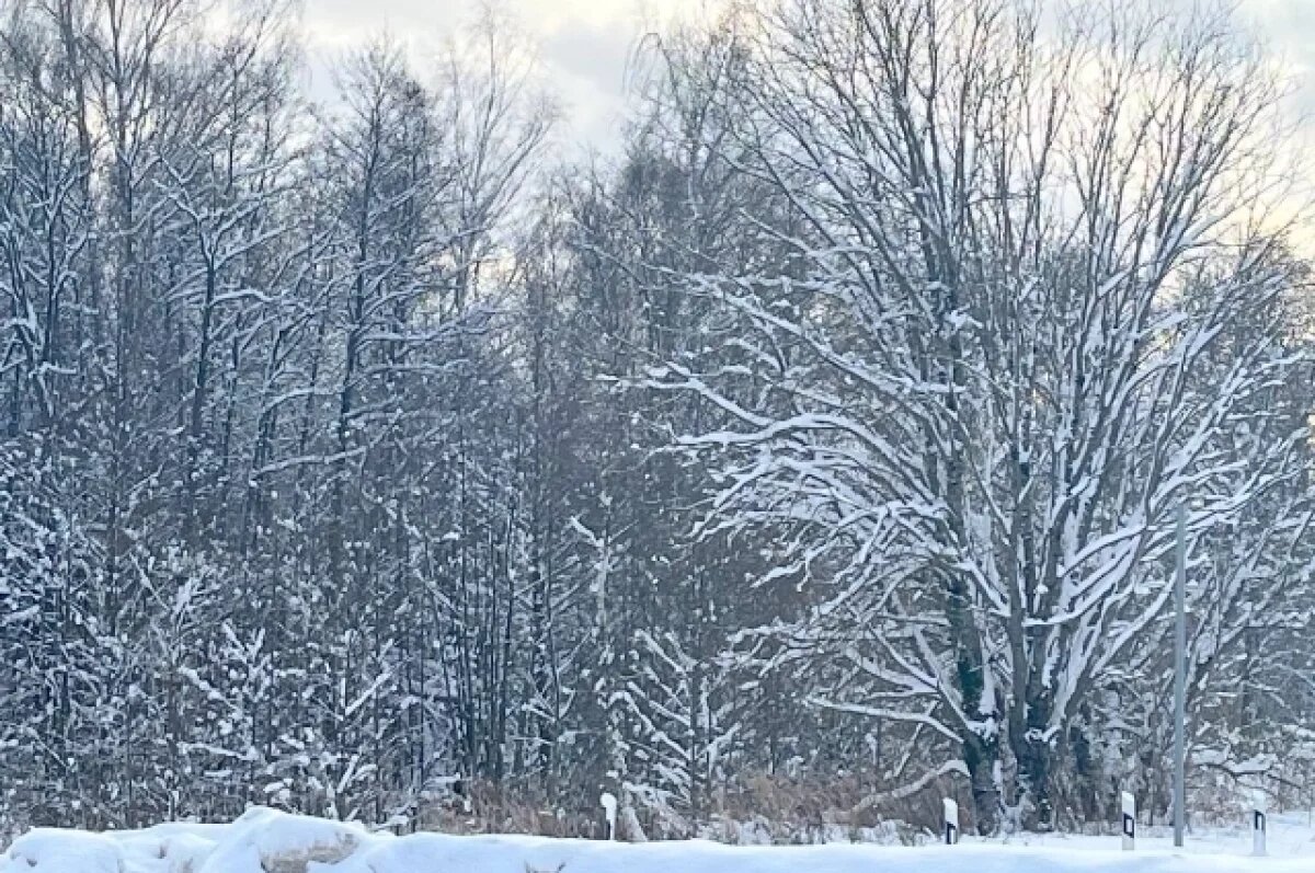    12 января в Туле прогнозируют снег и до - 7℃