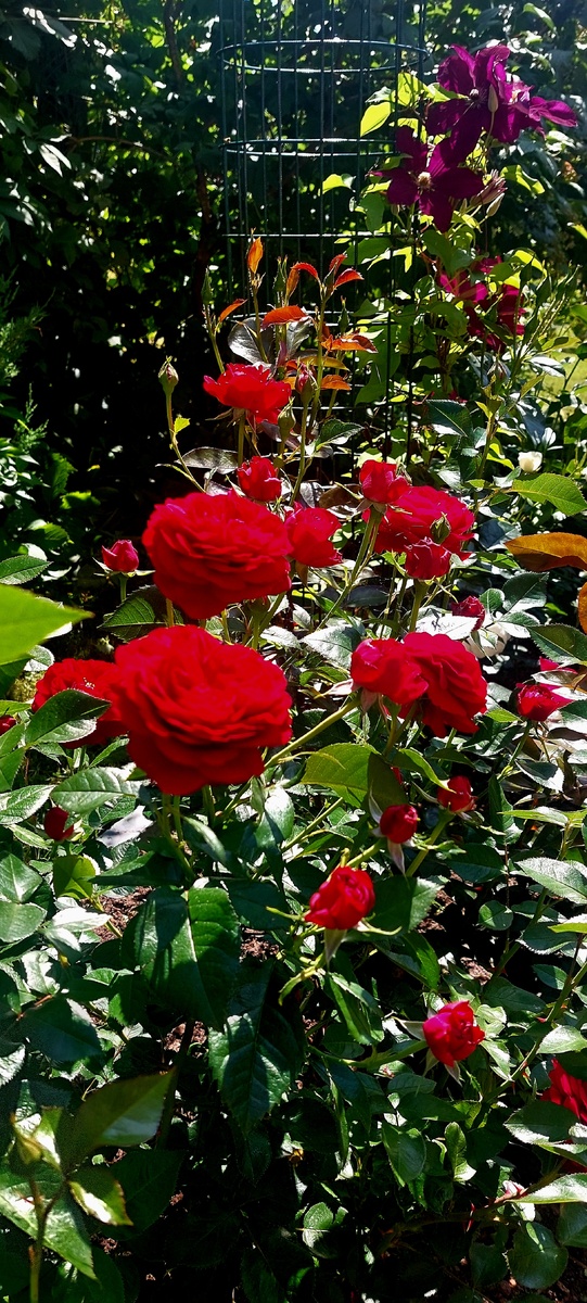 Бордо. Флорибунда