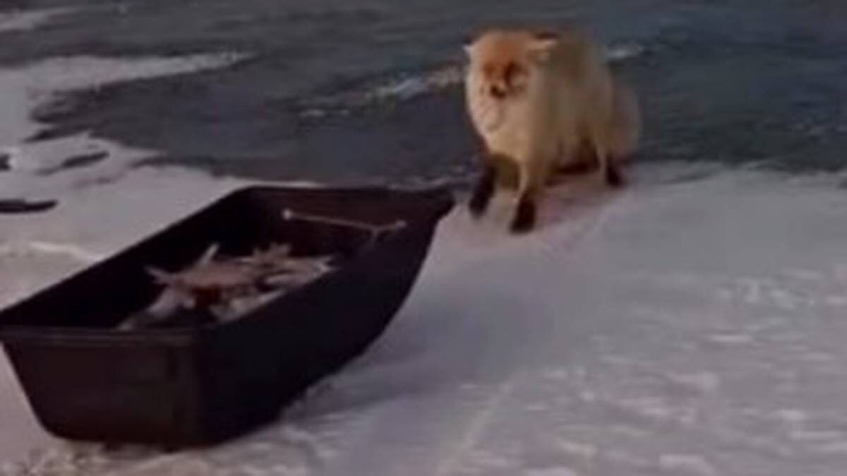    Фото: Скриншот / Almaty TV / Telegram